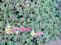 Sedum oregonense