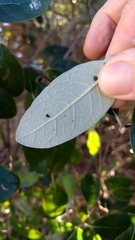 Feijoa sellowiana