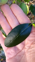 Feijoa sellowiana