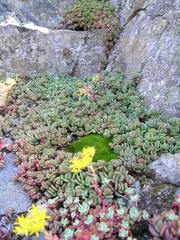 Sedum oregonense