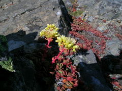 Sedum oregonense