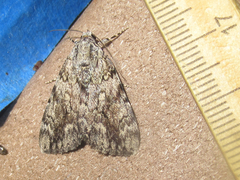 Catocala amica