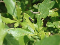 Trirhabda bacharidis