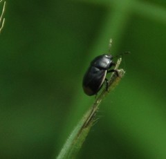 Legnotus limbosus