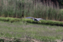 Nyctanassa violacea violacea