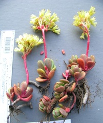 Sedum oregonense