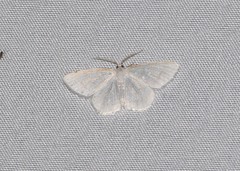 Protitame virginalis