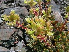 Sedum oregonense