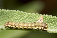 Heliothis