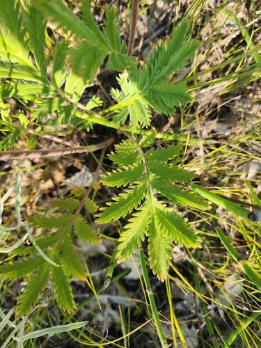 Image of Potentilla lasiodonta by (c) Norma Malinowski, some rights reserved (CC BY)