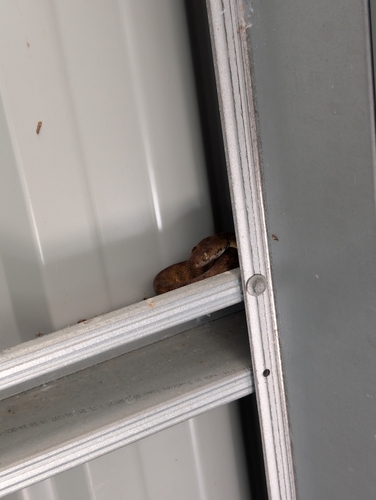 Brown Tree Snake sighting