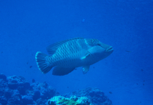 Napoleon wrasse