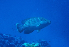 Napoleon wrasse