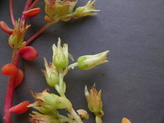 Sedum oregonense