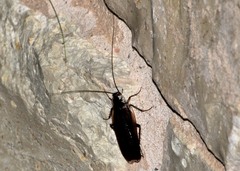 Parcoblatta pennsylvanica