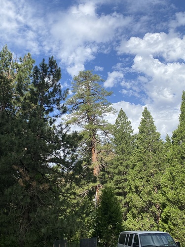 iNaturalist observation photo of Western Ponderosa Pine