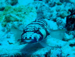 Parapercis tetracantha