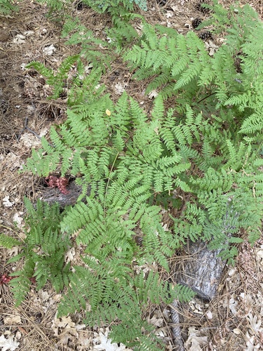 iNaturalist observation photo of Hairy brackenfern