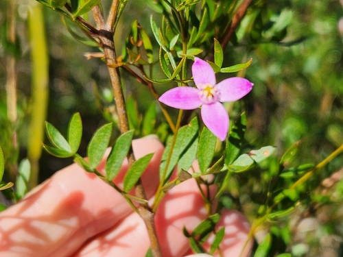 Boronia rivularis C.T.White