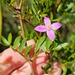 Boronia rivularis - Photo (c) Liz Snow, osa oikeuksista pidätetään (CC BY-NC), lähettänyt Liz Snow