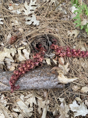 iNaturalist observation photo of Snowplant
