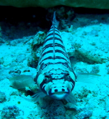 Parapercis tetracantha