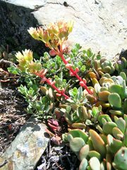 Sedum oregonense