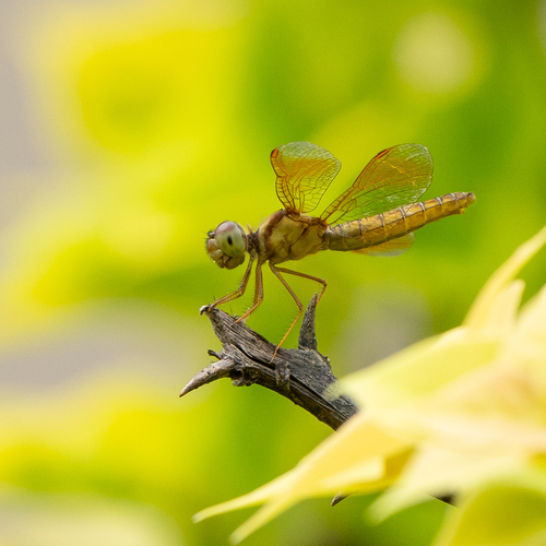 Pond Amberwing photo 4