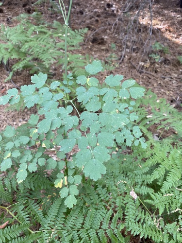 iNaturalist observation photo of Fendler's Meadow-rue