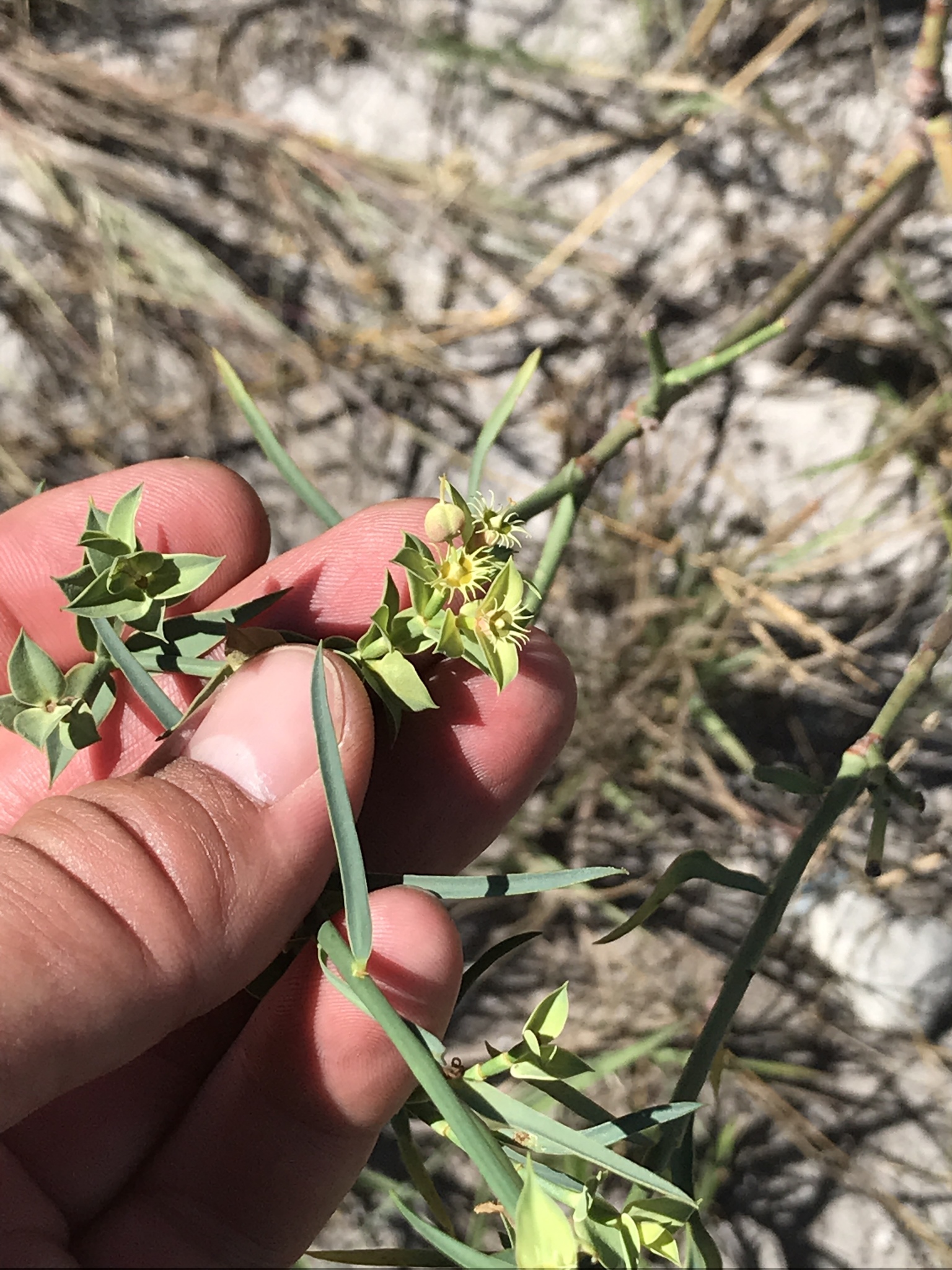 Euphorbia goyazensis
