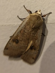Noctua pronuba
