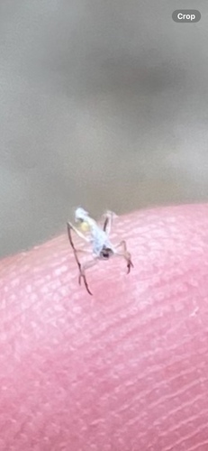 iNaturalist observation photo of Aphids
