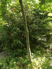 Acer japonicum