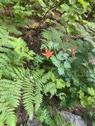 iNaturalist observation photo of western columbine