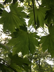 Acer japonicum