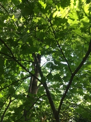 Acer japonicum