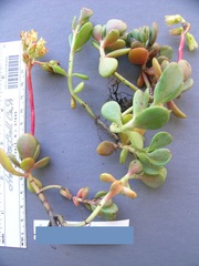 Sedum oregonense