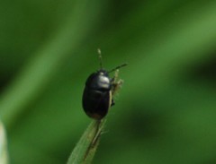 Legnotus limbosus