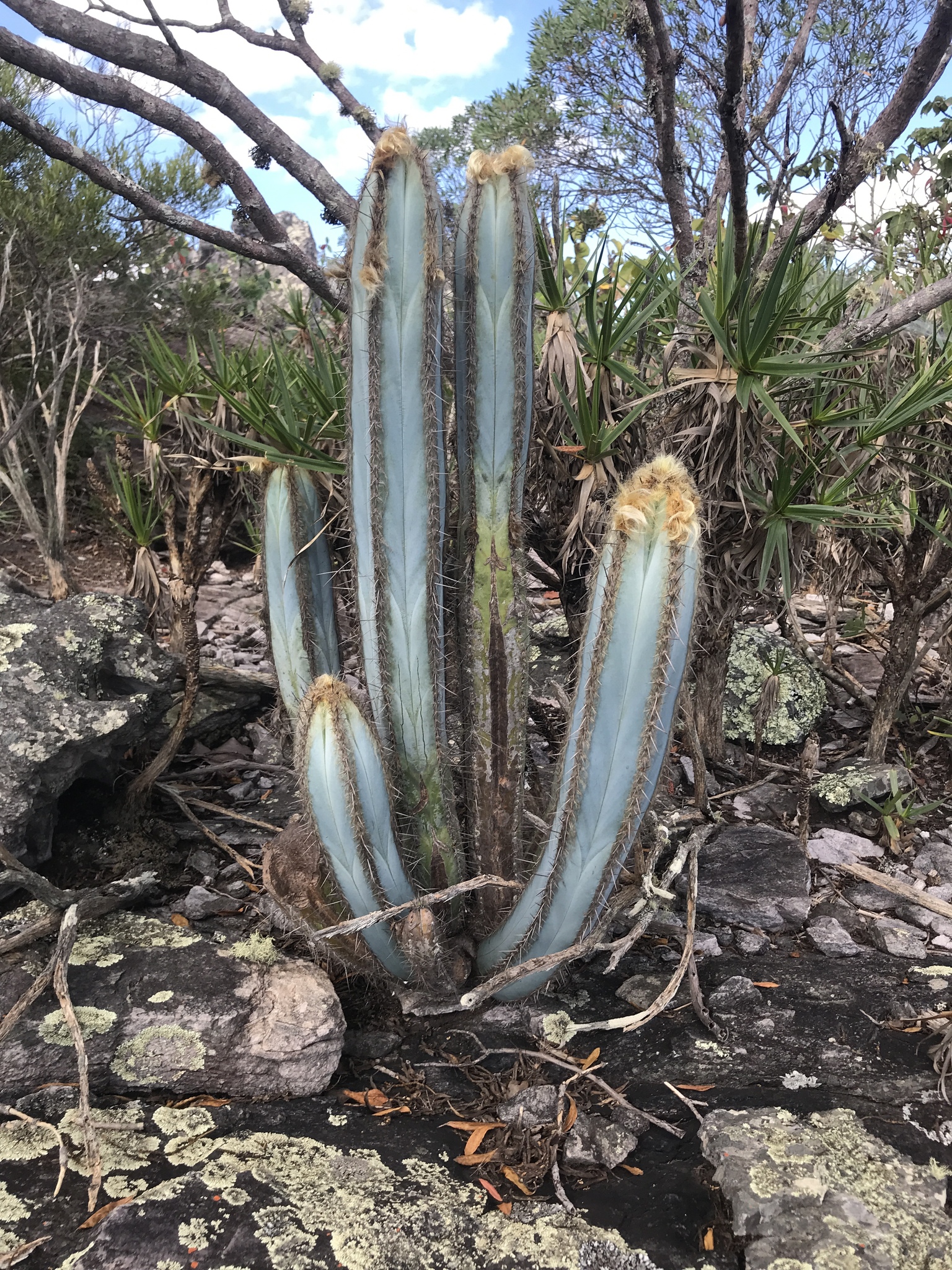 Pilosocereus fulvilanatus