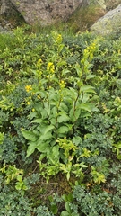 Solidago macrophylla