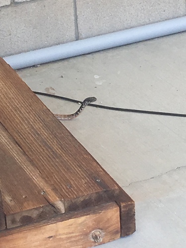 iNaturalist observation photo of Red Coachwhip