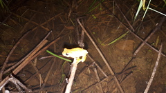 Dendropsophus microcephalus