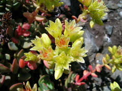 Sedum oregonense
