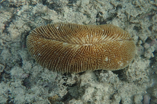 Ctenactis echinata observed 2024-07-13