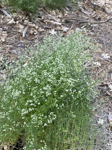 iNaturalist observation photo of Narrow-leaved Bedstraw