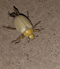 Cotalpa subcribrata