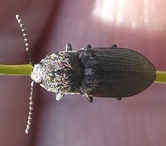 Hadromorphus glaucus