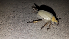 Cotalpa subcribrata
