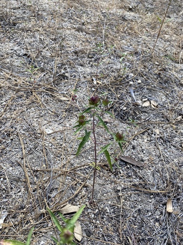 iNaturalist observation photo of Brewer's Monardella