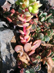 Sedum oregonense